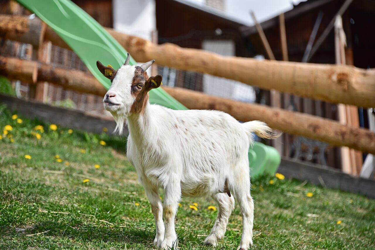 Capra