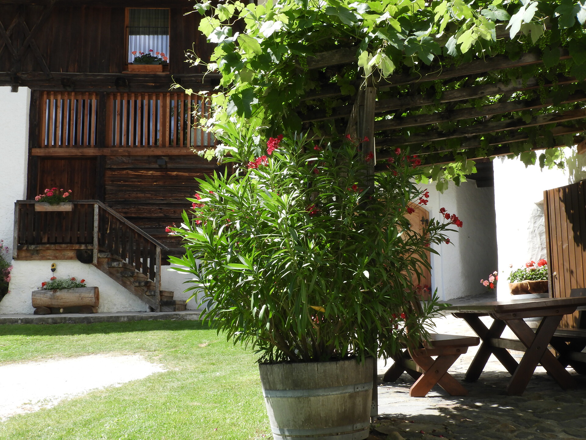 cortile in estate