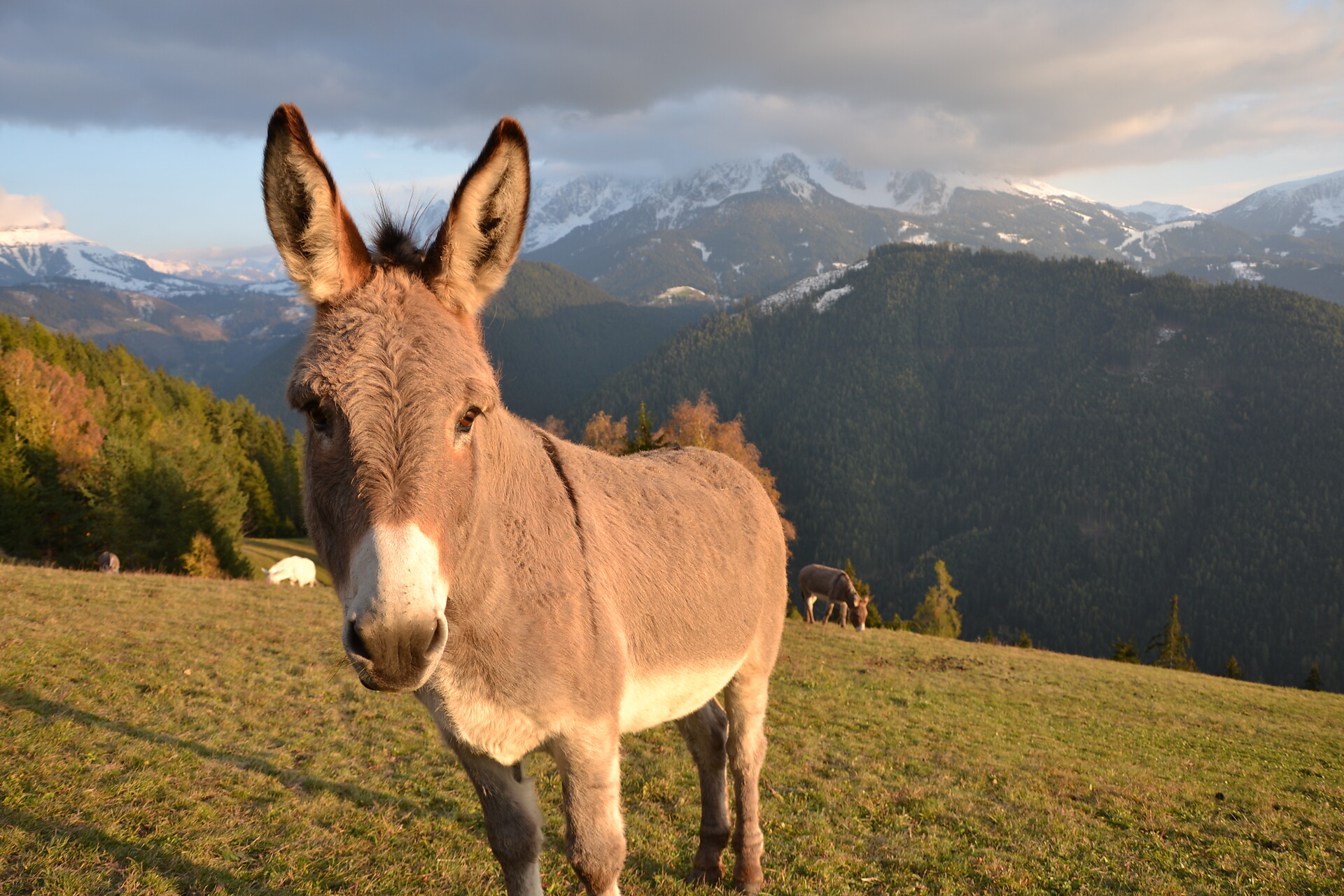 Unsere Esel