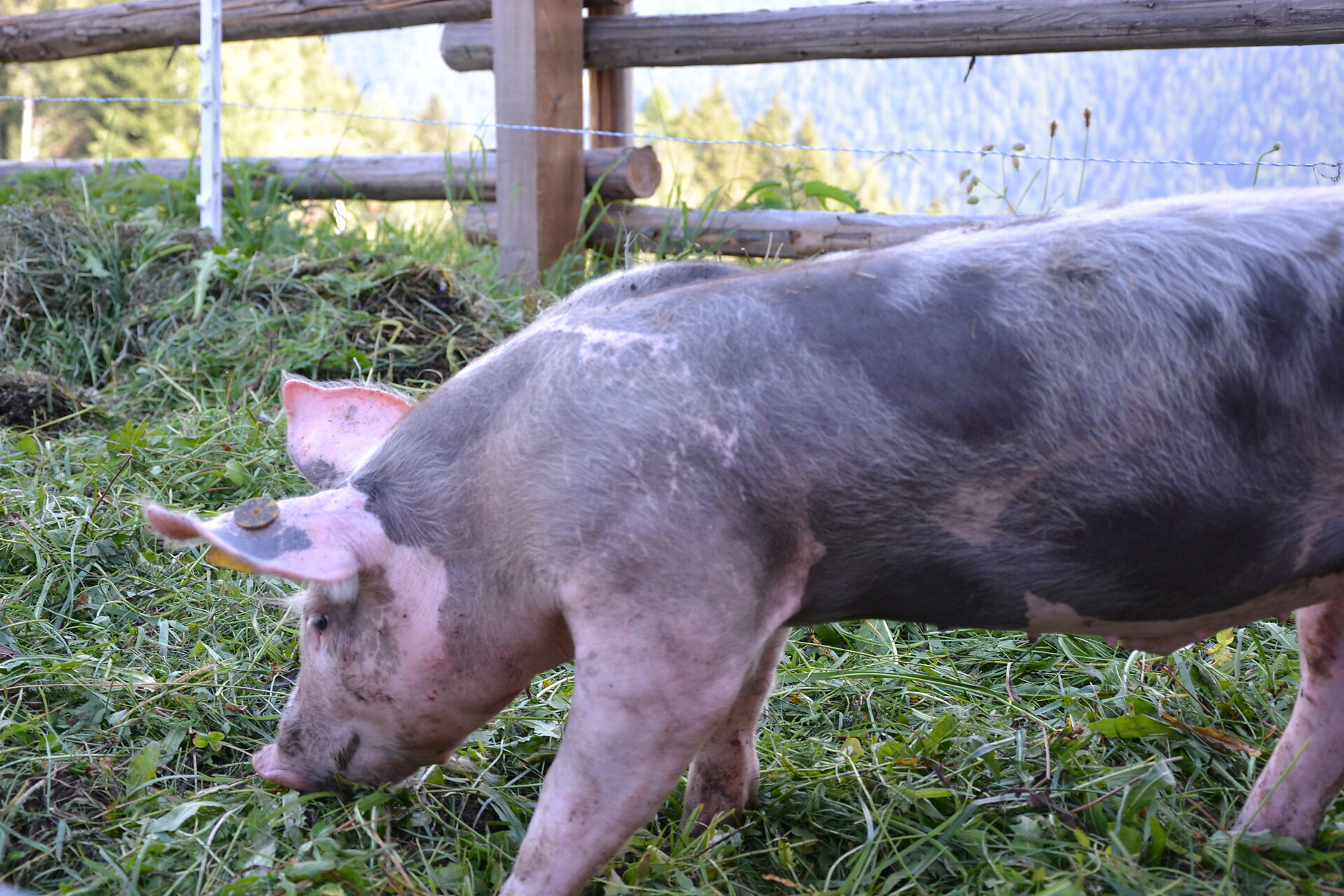 Unsere Schweine
