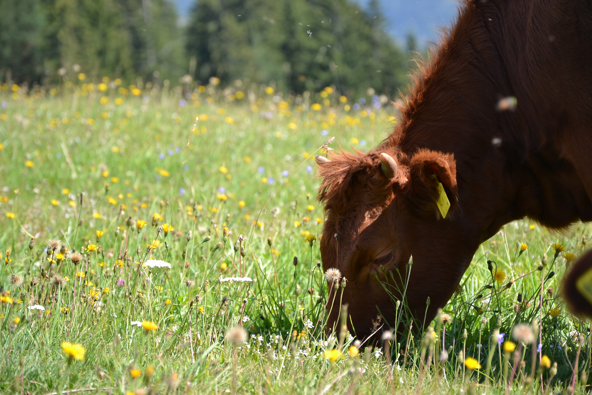 Sommerzeit