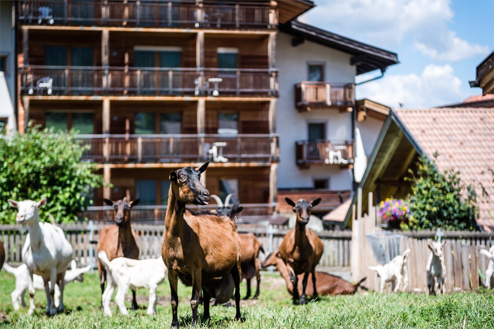 Sporthotel Exclusive San Vigilio 19 suedtirol.info