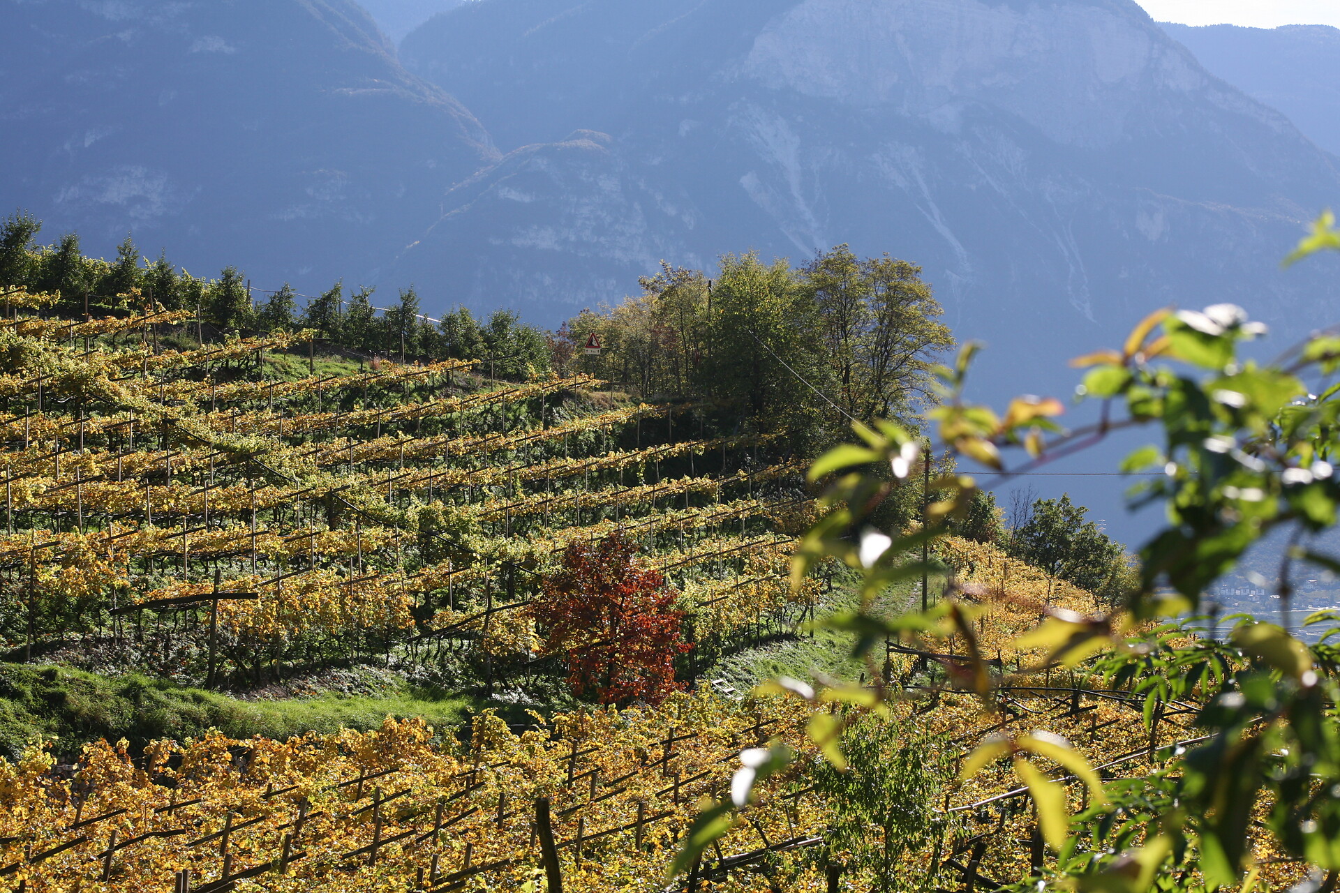 Wein