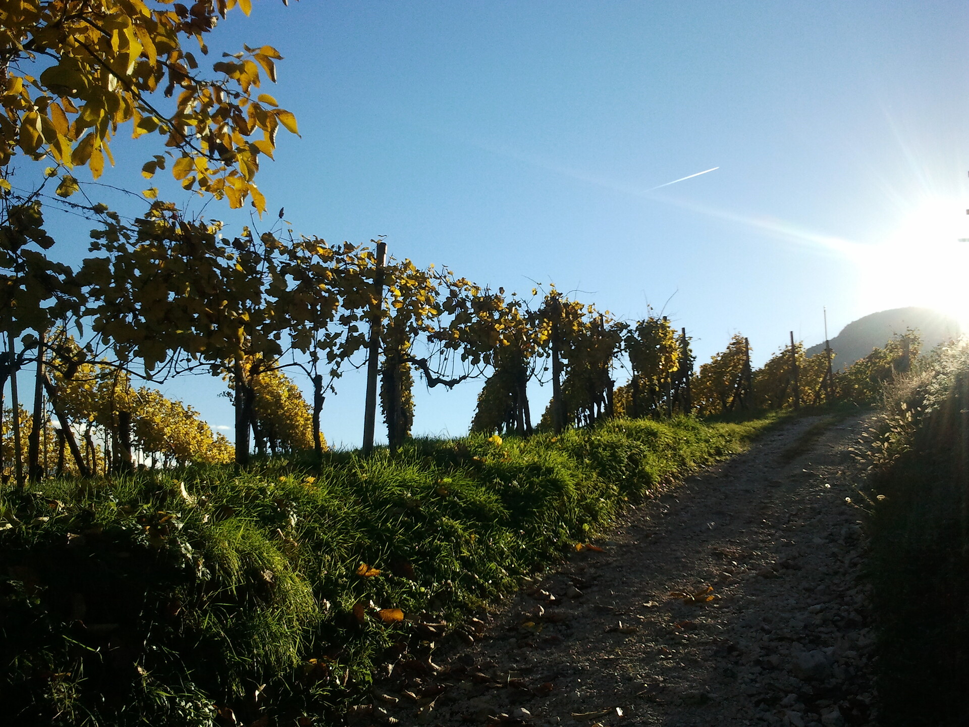 herbst