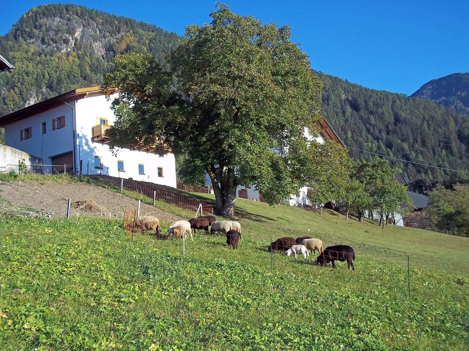 Unsere Schafe im Herbst