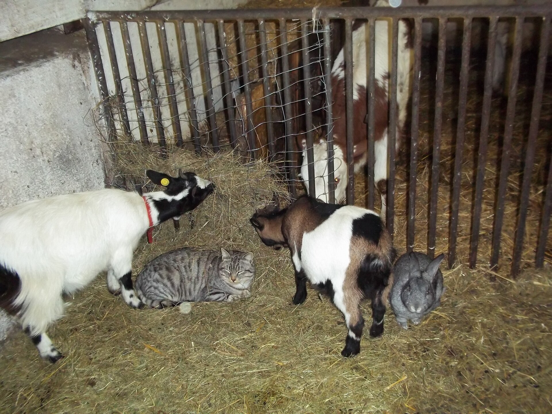 Unsere Tiere im Stall