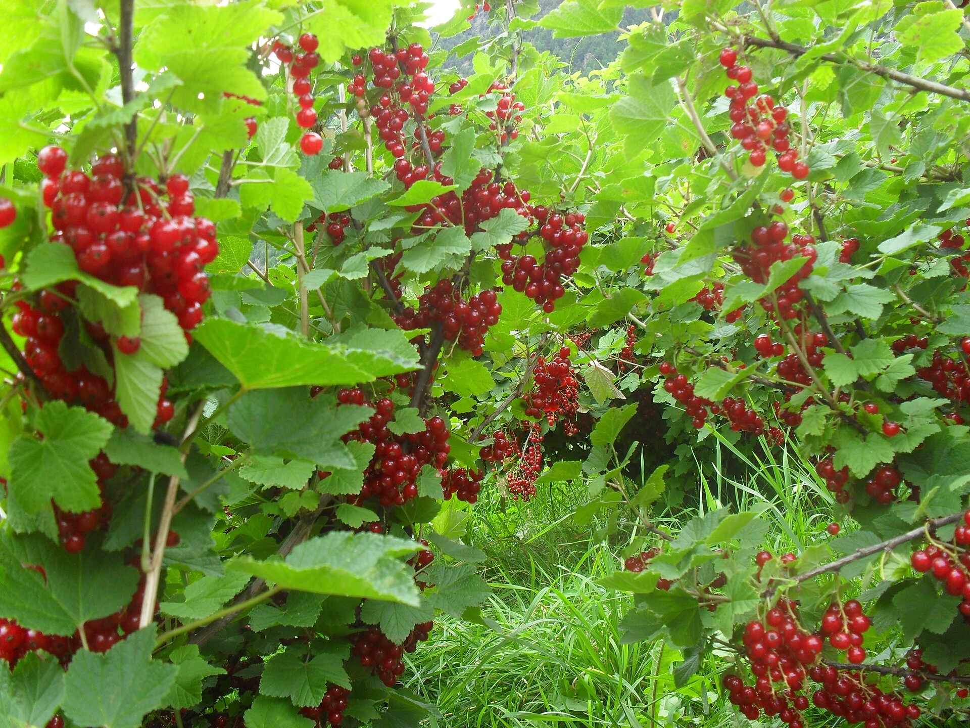 Johannisbeeren