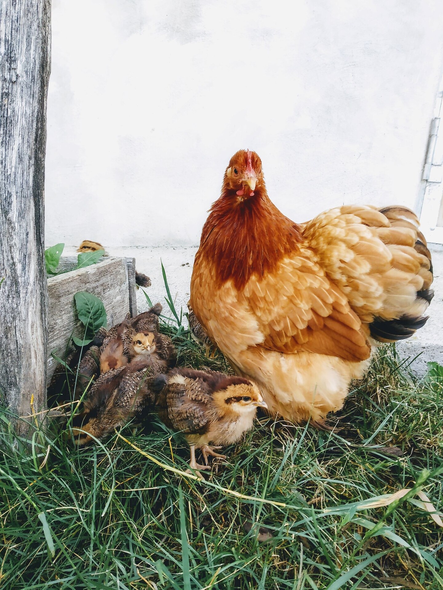 La nostra gallina
