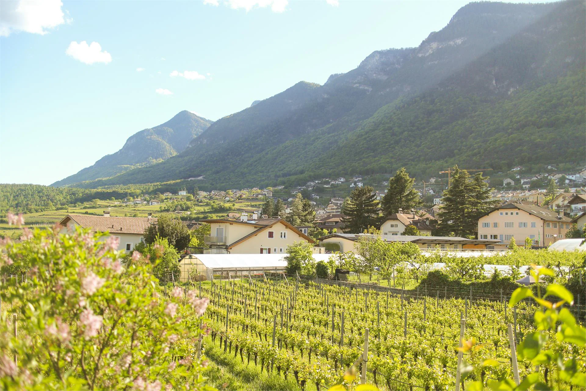 Sölvahof Caldaro sulla Strada del Vino 9 suedtirol.info