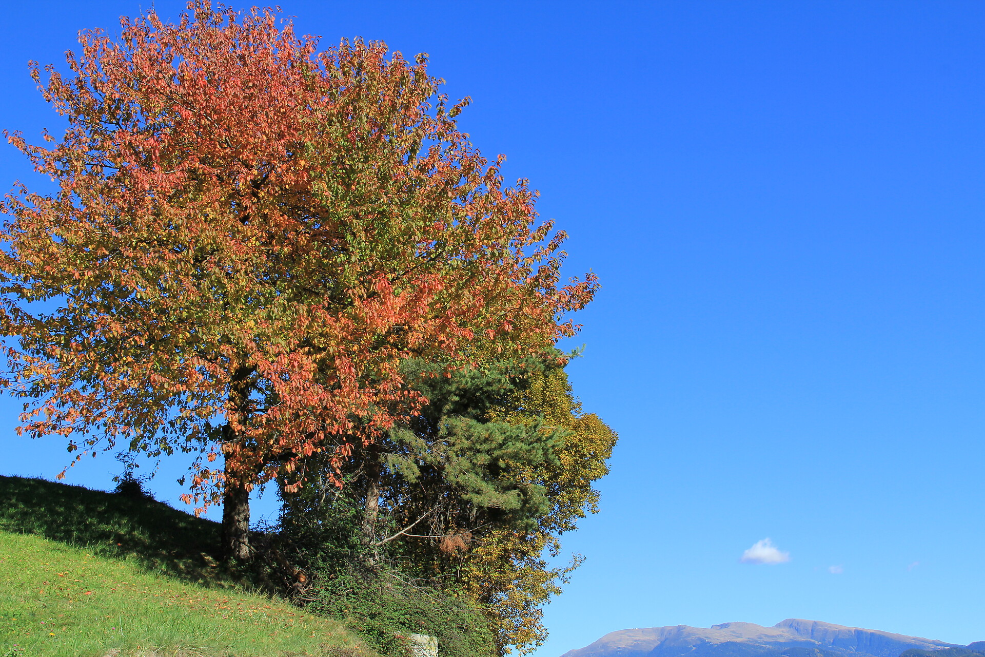 colorful autumn