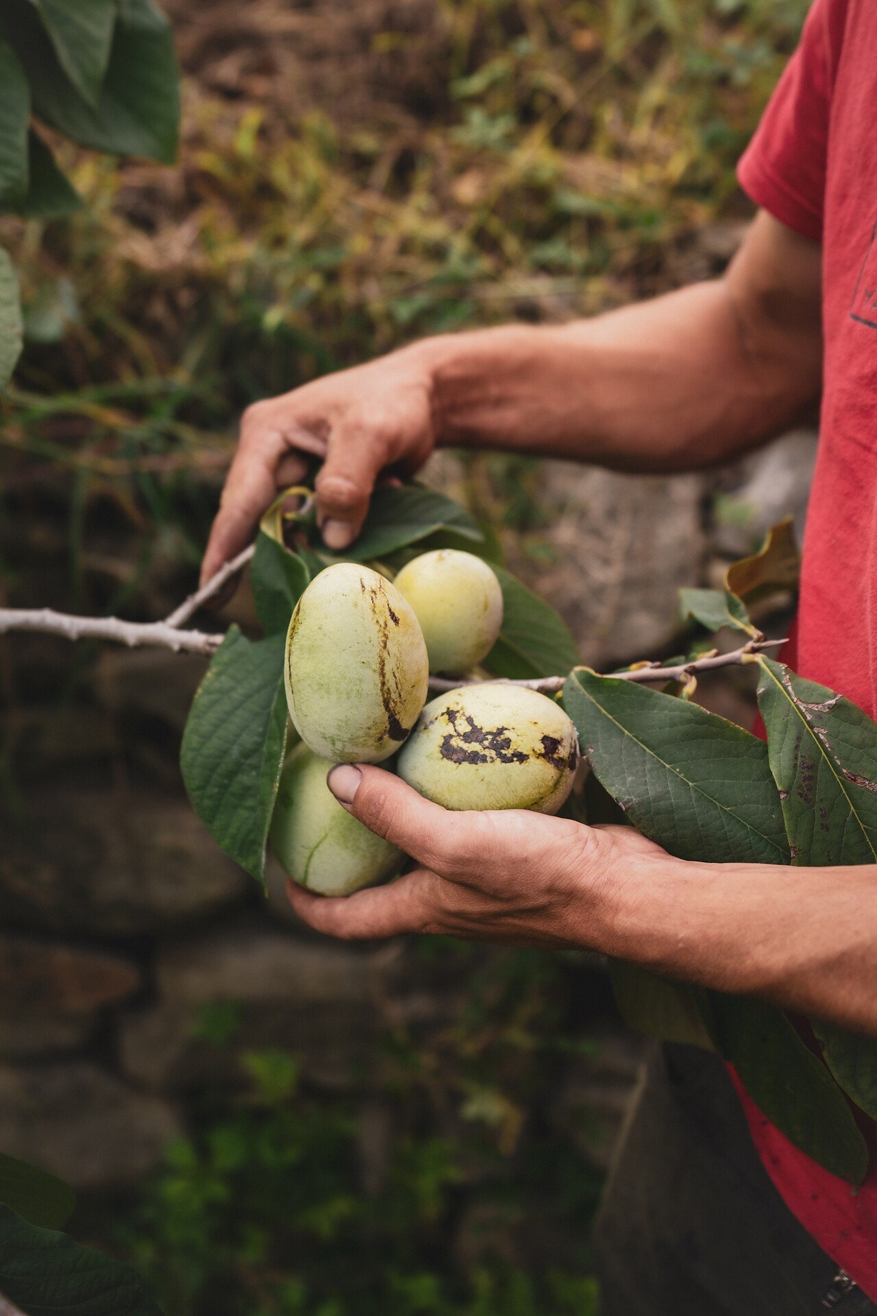 Stein unter Lebenberg