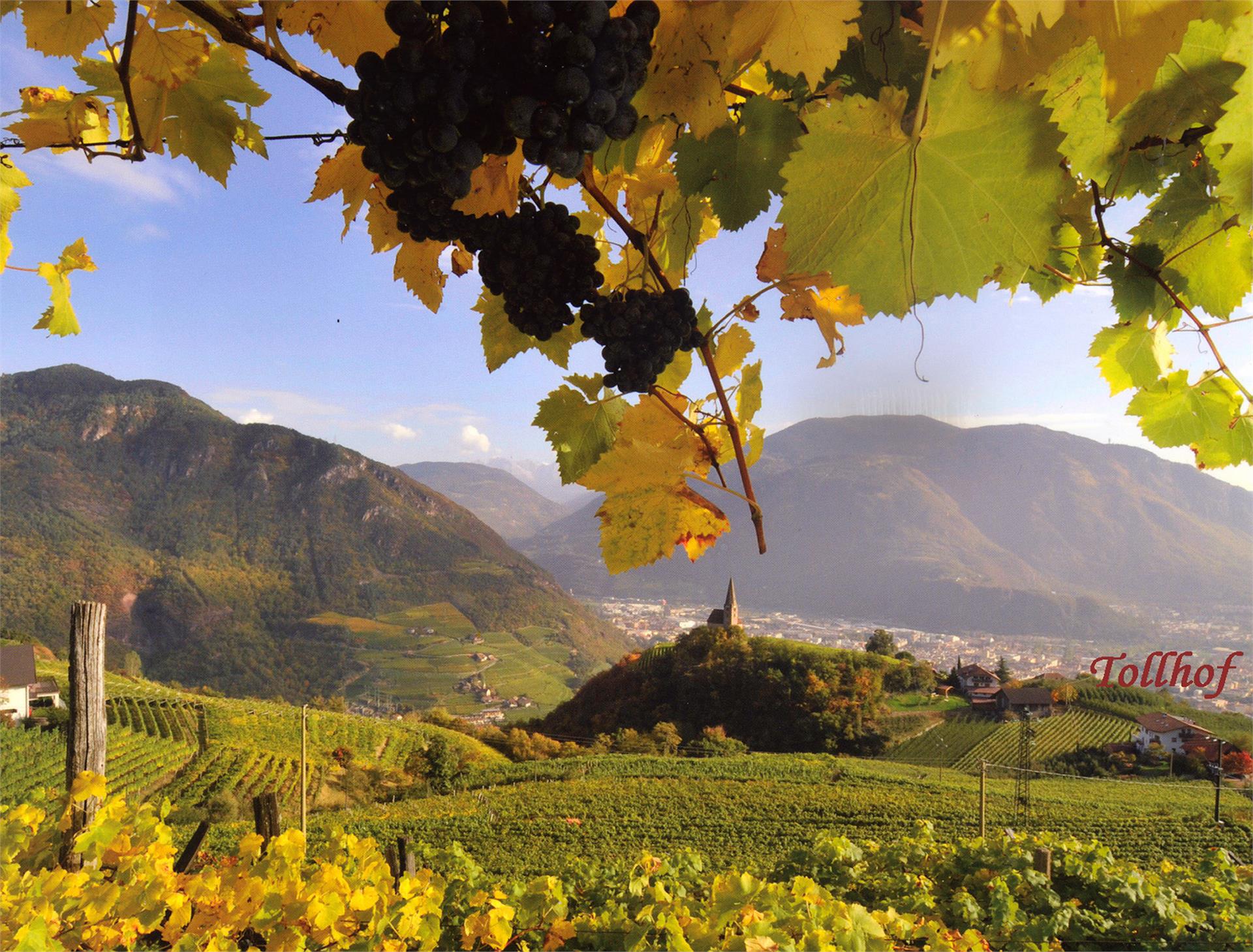 TOLLHOF Bolzano 13 suedtirol.info