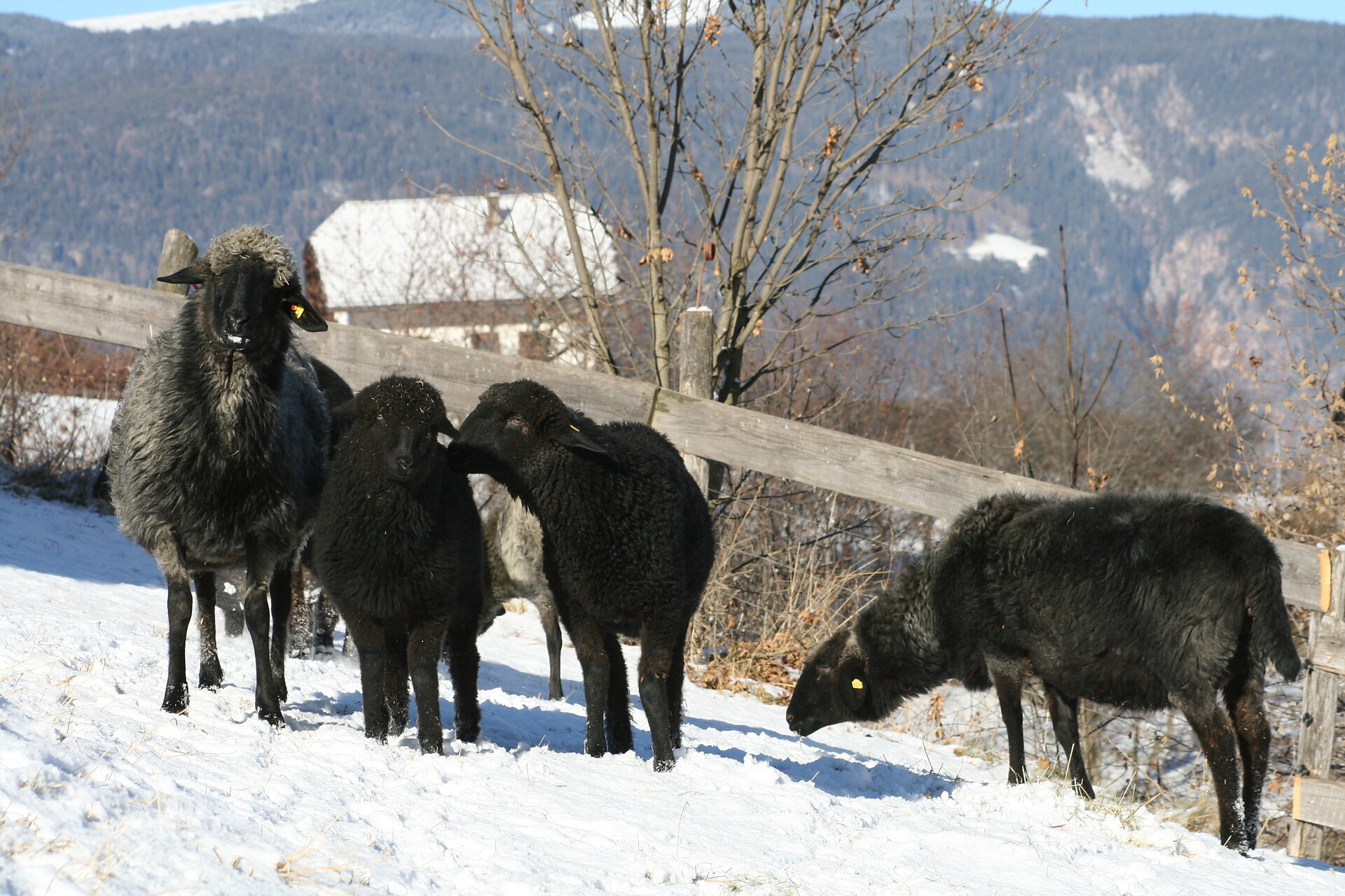 tradizione Alto Adige