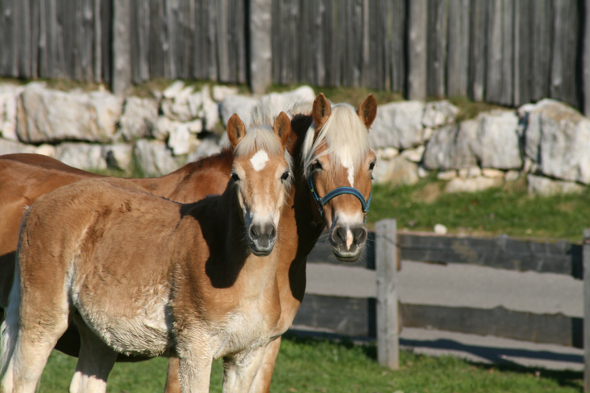 Haflinger, Trafunshof