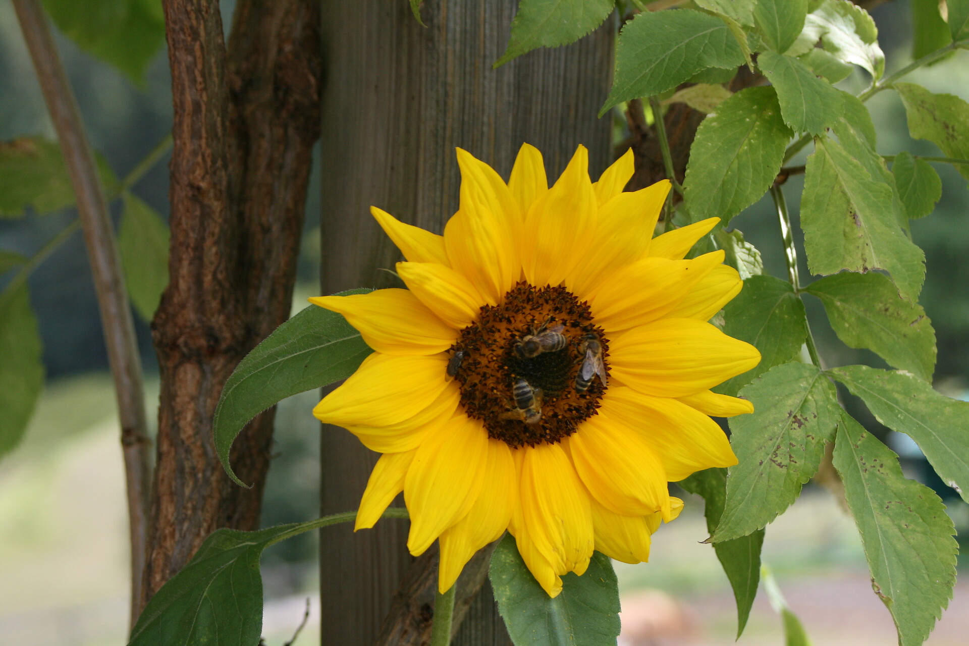 girasole, Trafunshof