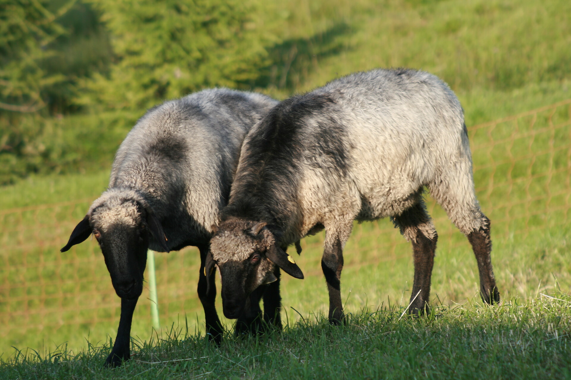 pecora della roccia alpina
