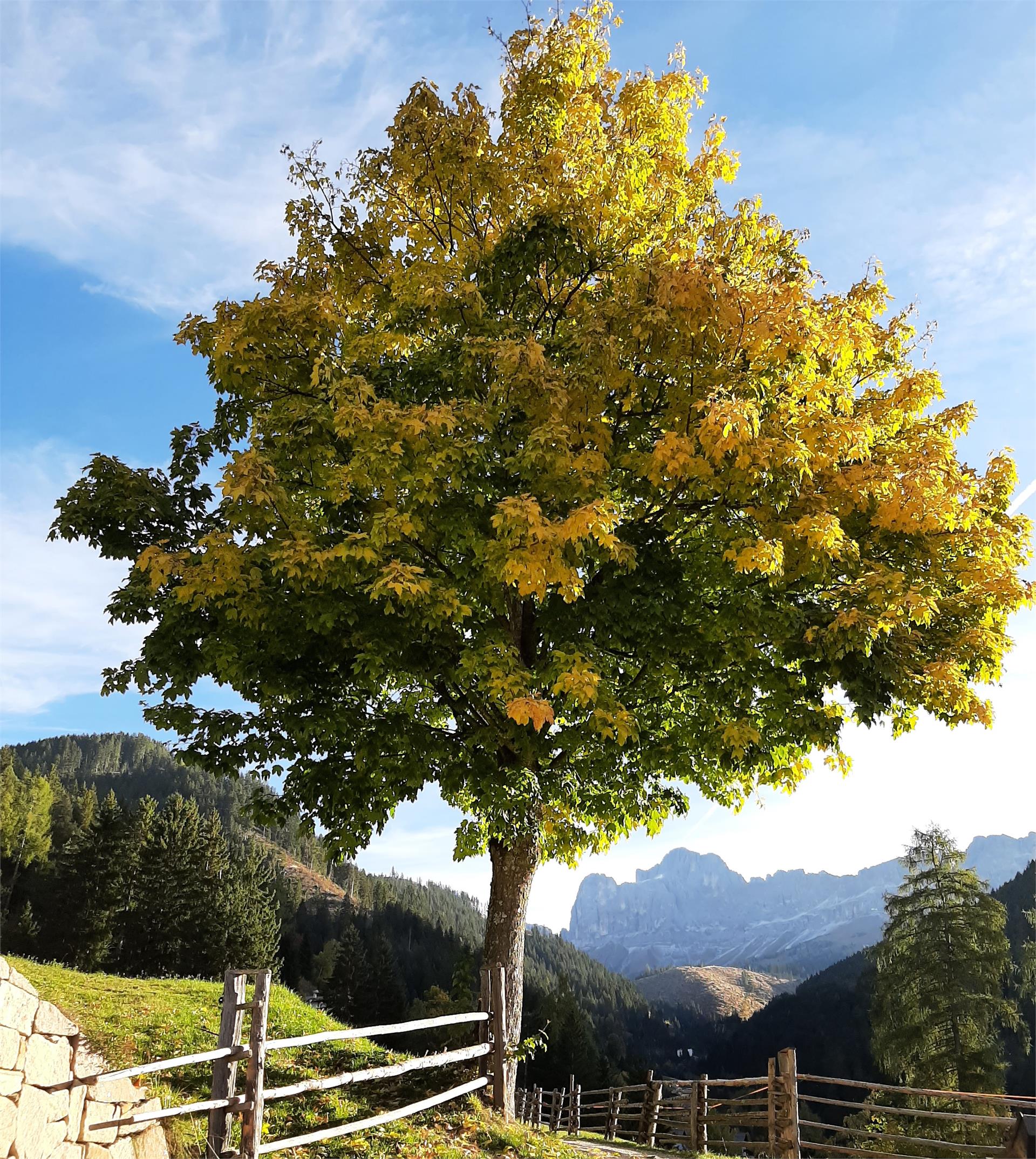 Tschandl-Hof Welschnofen/Nova Levante 6 suedtirol.info