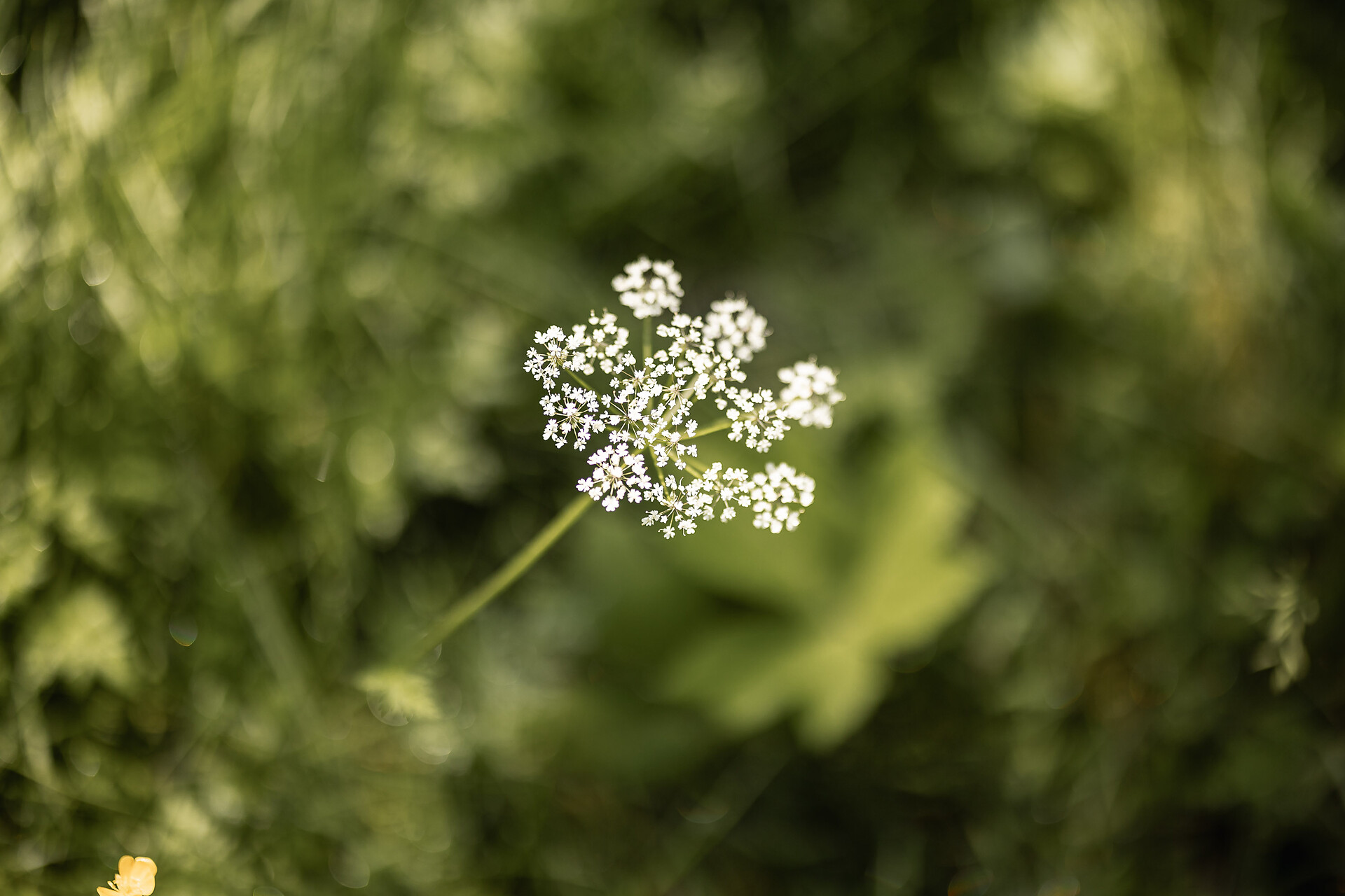 Natur