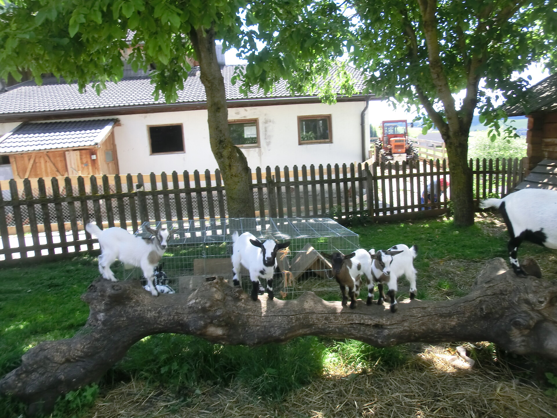 our goats