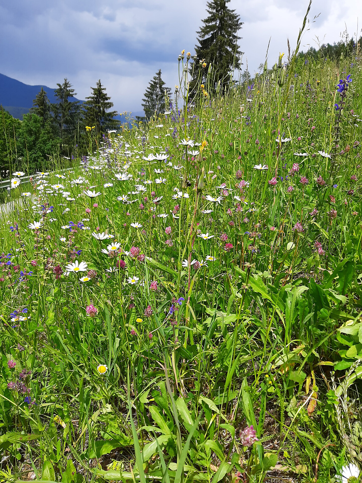 Blumenwiese beim Tanglerhof
