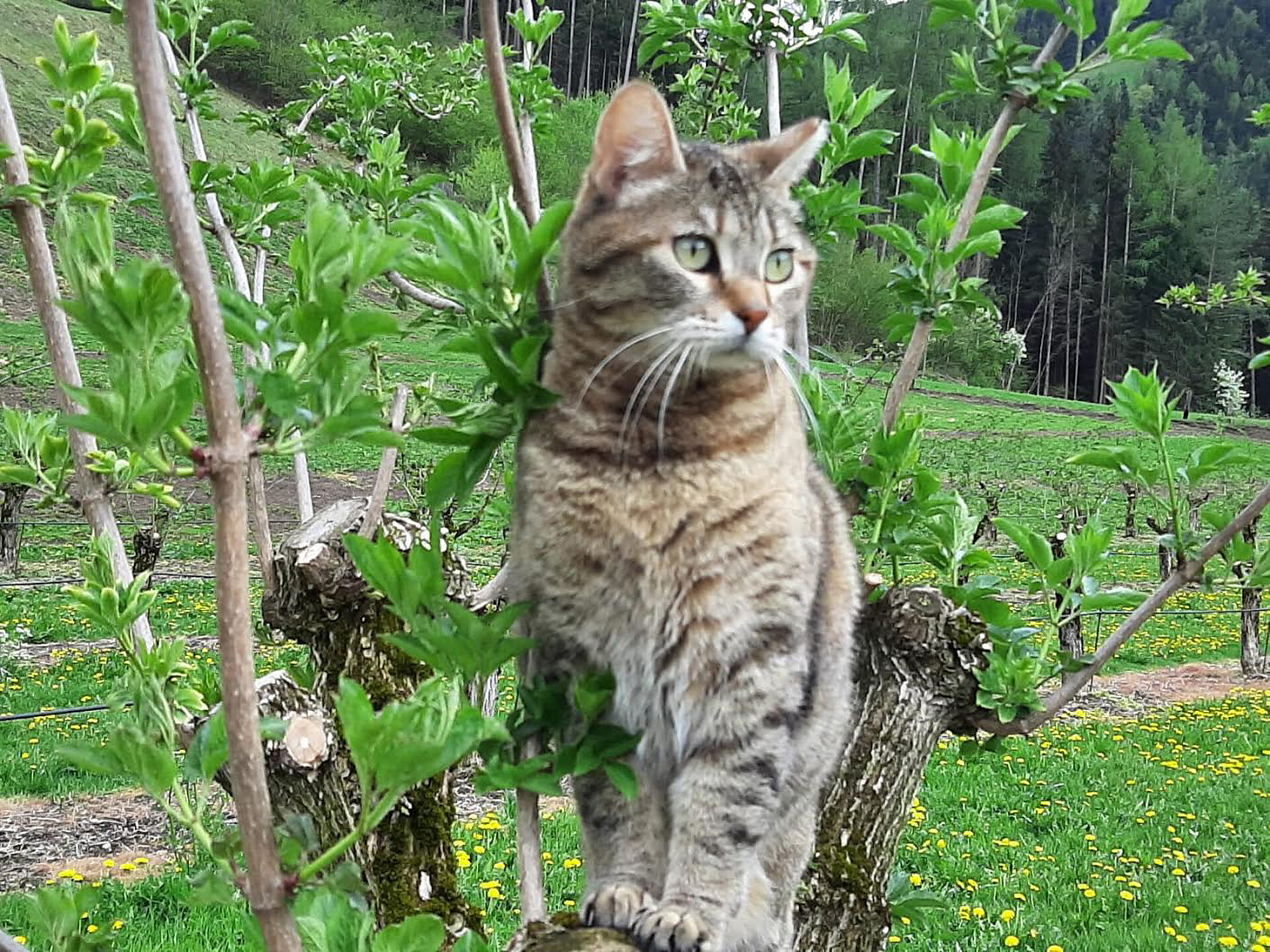 Katze Lilli
