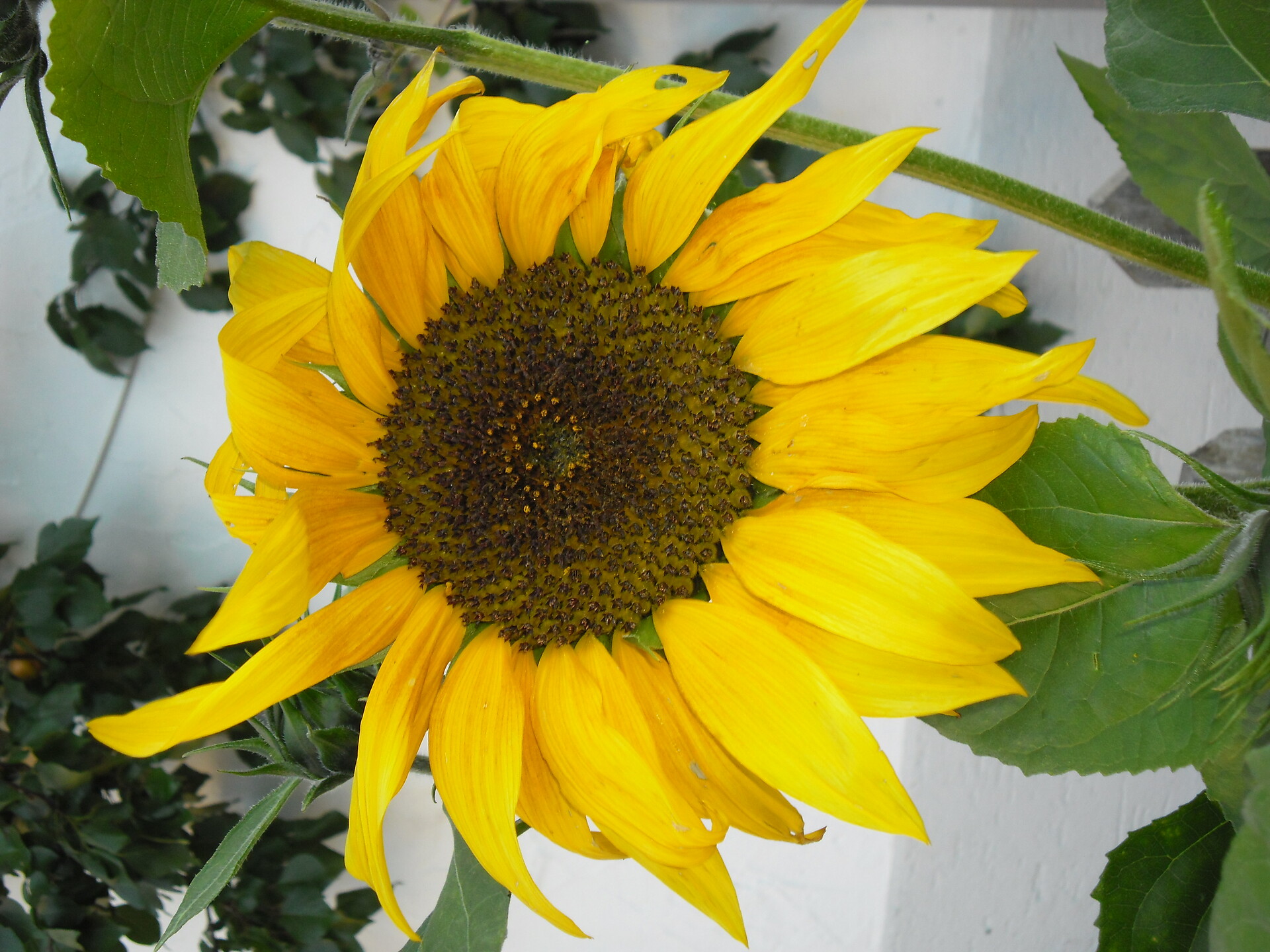 Tasserhof