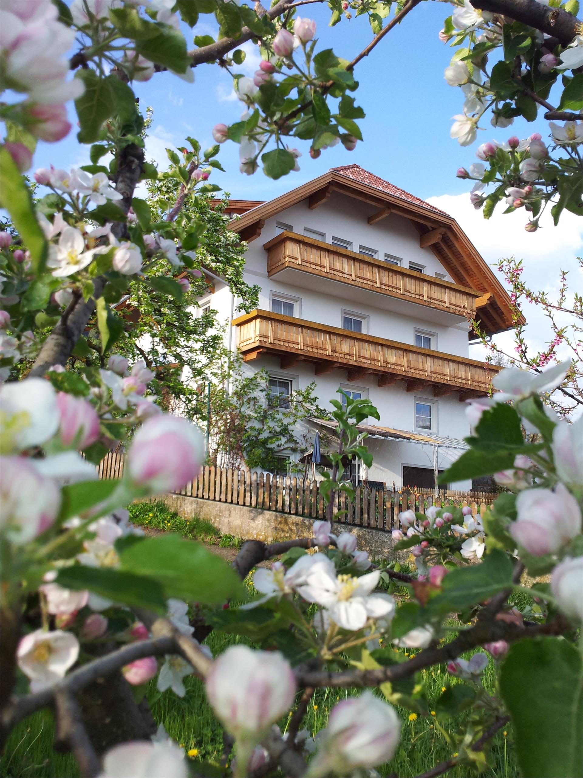 Tasserhof Pfalzen/Falzes 6 suedtirol.info