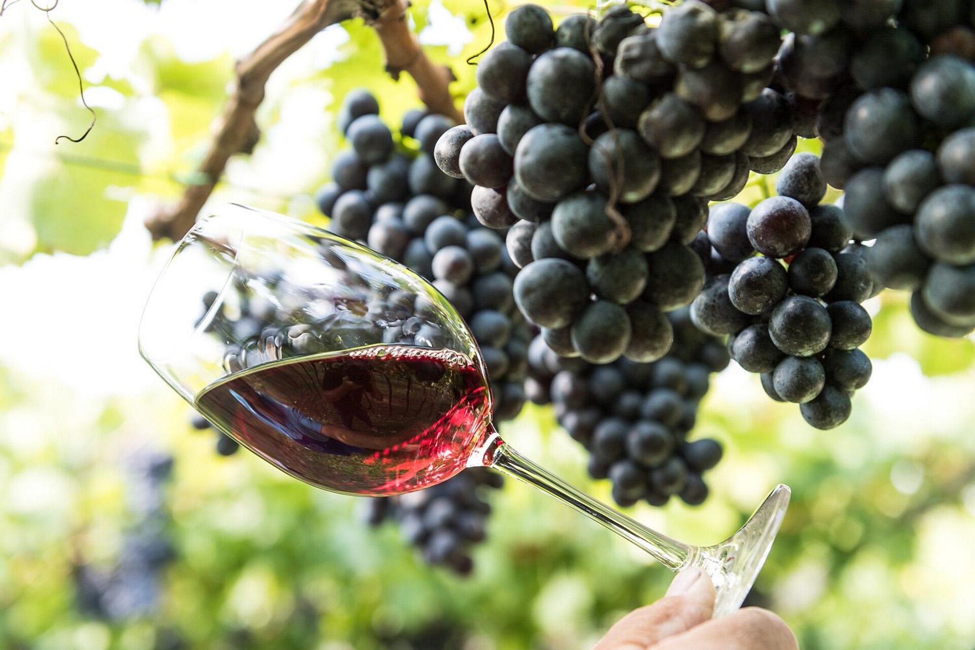 Vino