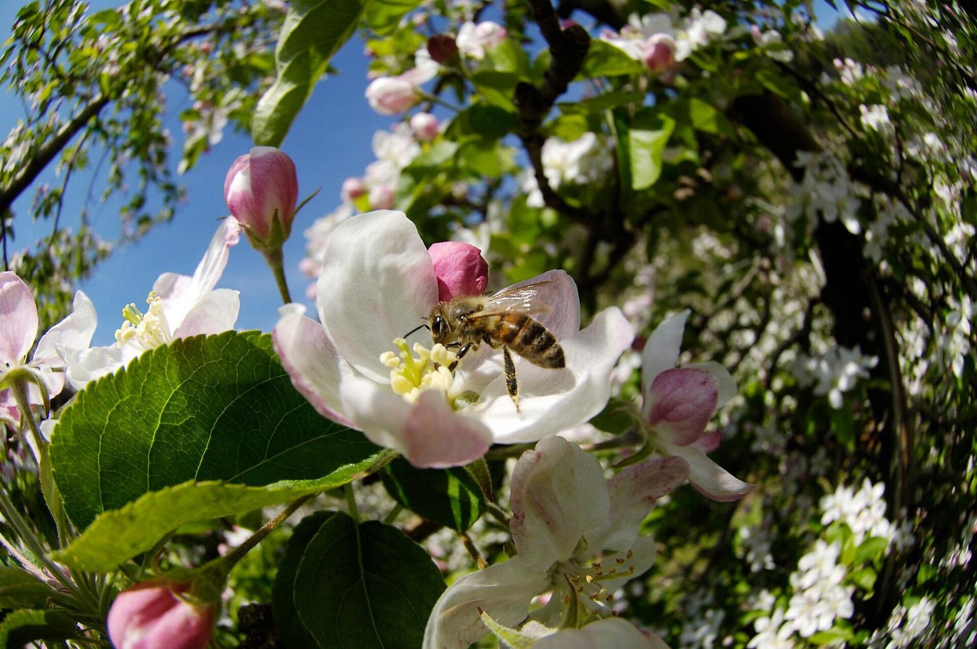 Fiore di mela