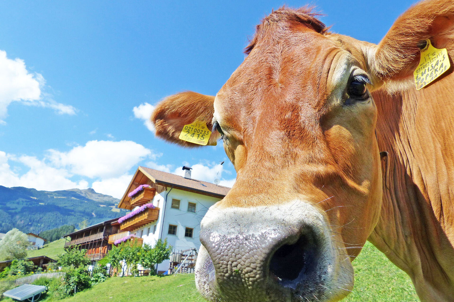 Unsere Kühe sind vom Frühjahr bis Herbst auf der Weide rund ums Haus