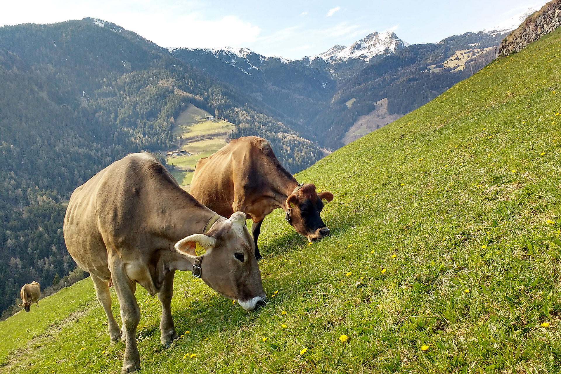 Unsere Kühe sind von Frühjahr bis Herbst auf der Weide rund ums Haus