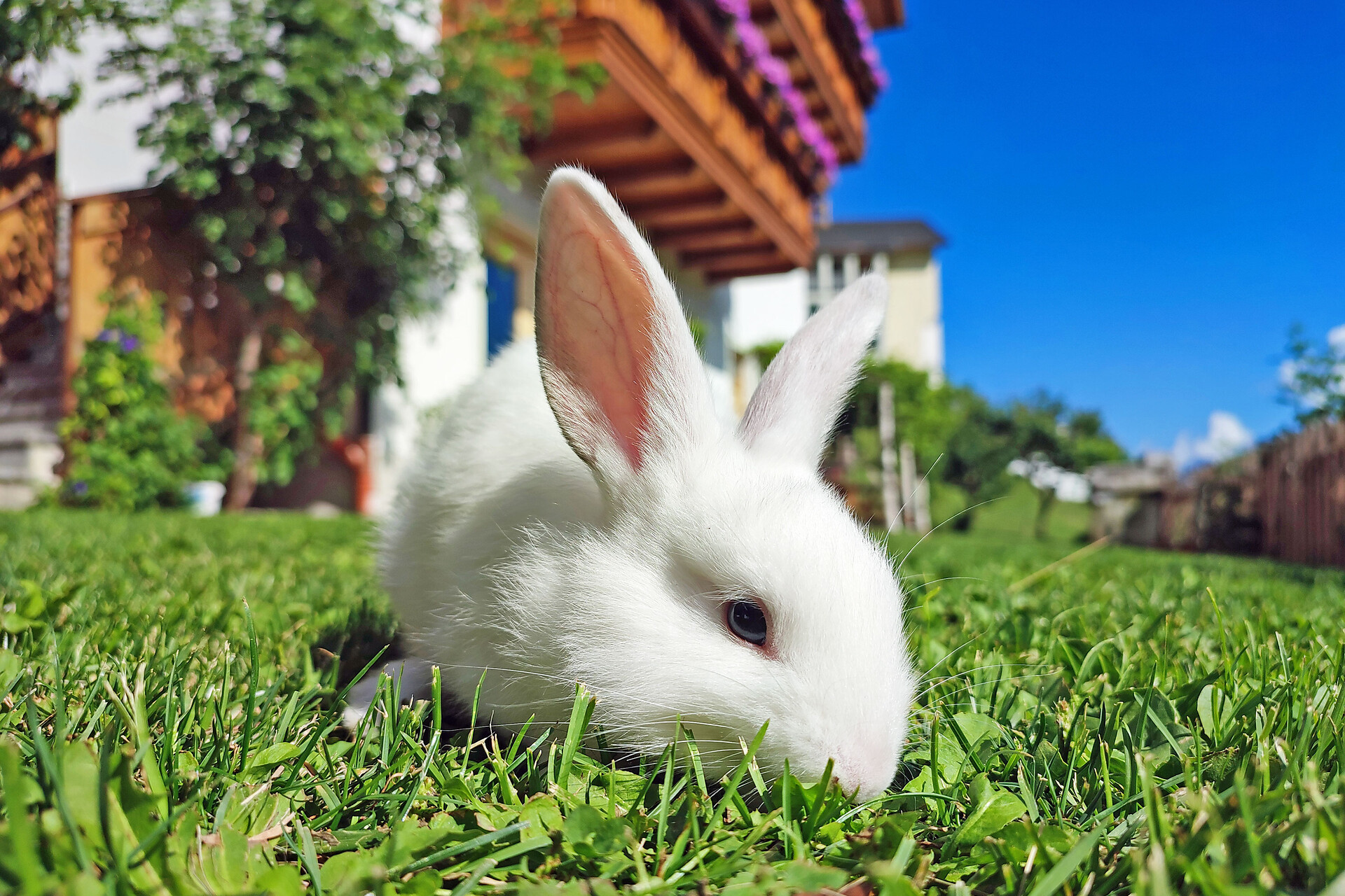 Für die Kinder gibt es eine Streichelzoo mit Kaninchen und Meerschweinchen