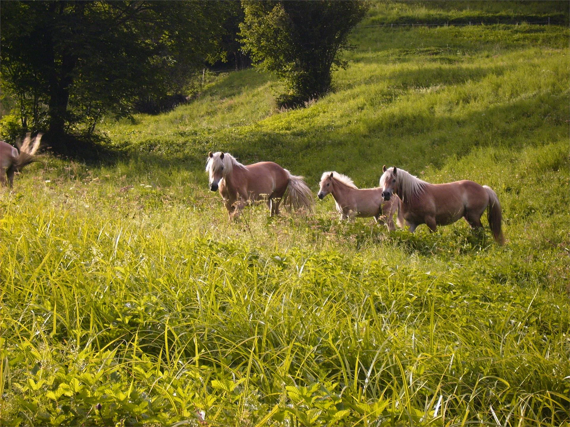 Tschurtschenmühle Ultimo 12 suedtirol.info