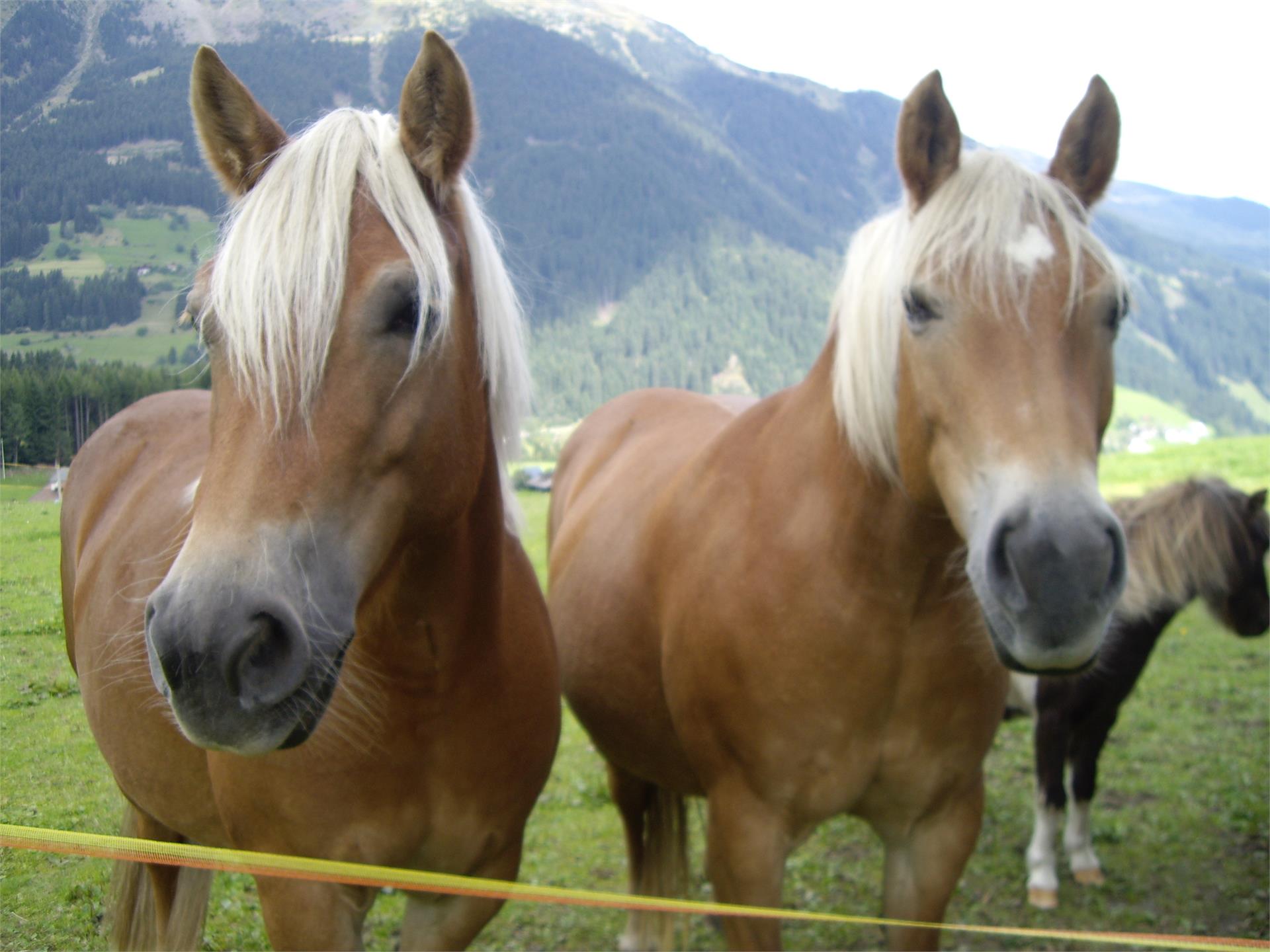 Thalhof Ratschings 12 suedtirol.info
