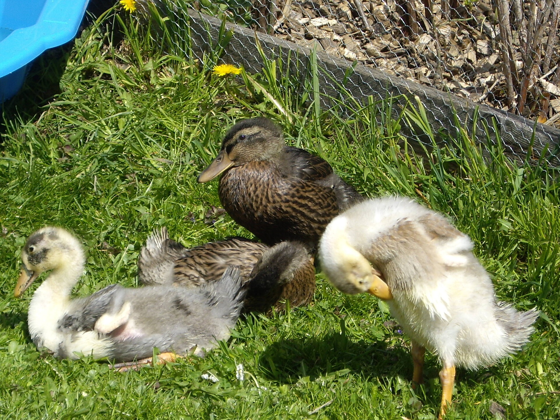 Enten