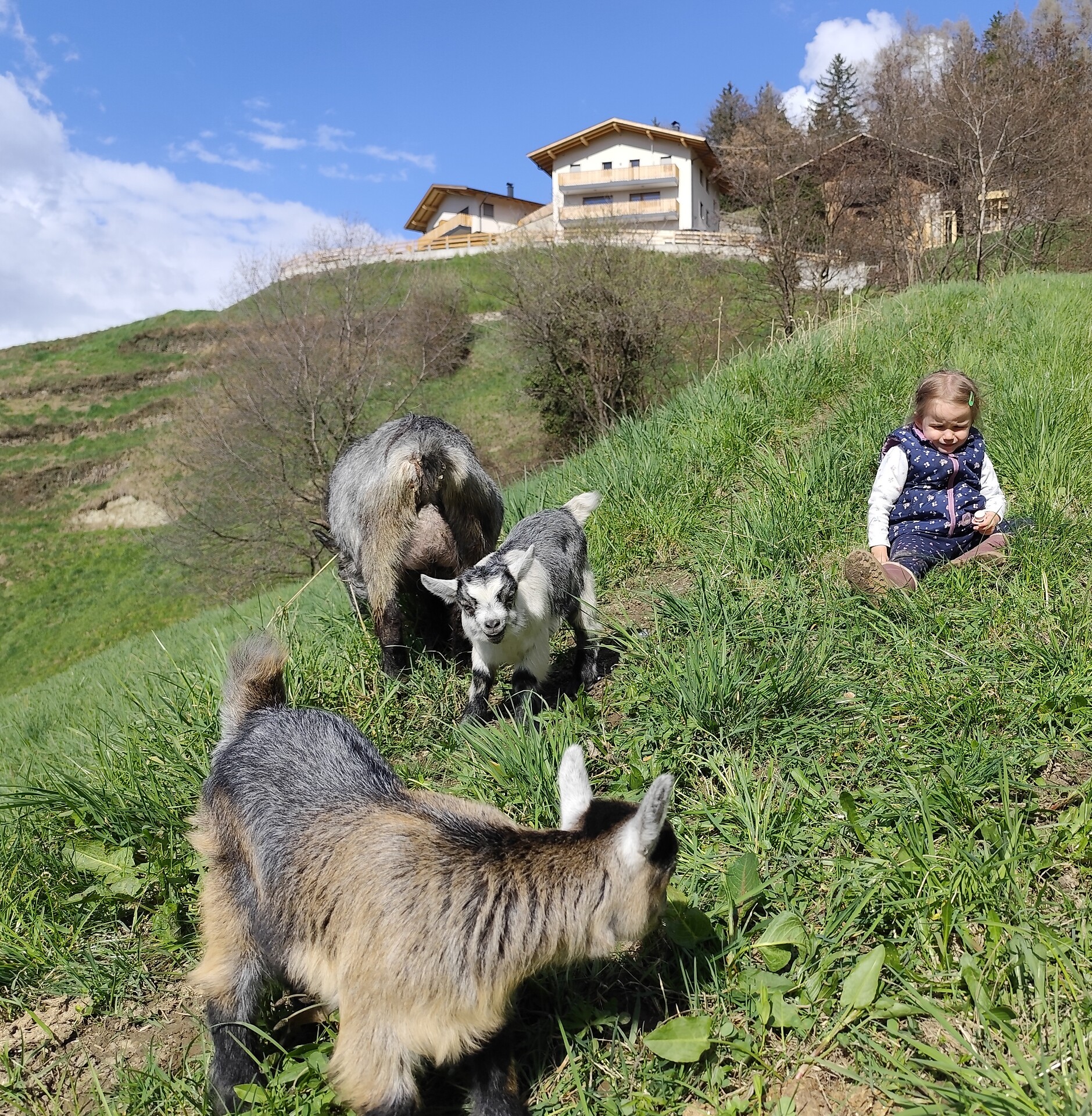 Tholerhof Schenna 14 suedtirol.info