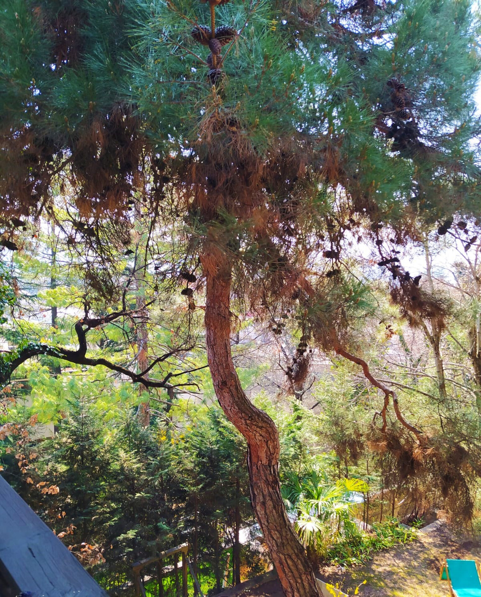 Pino davanti al balcone
