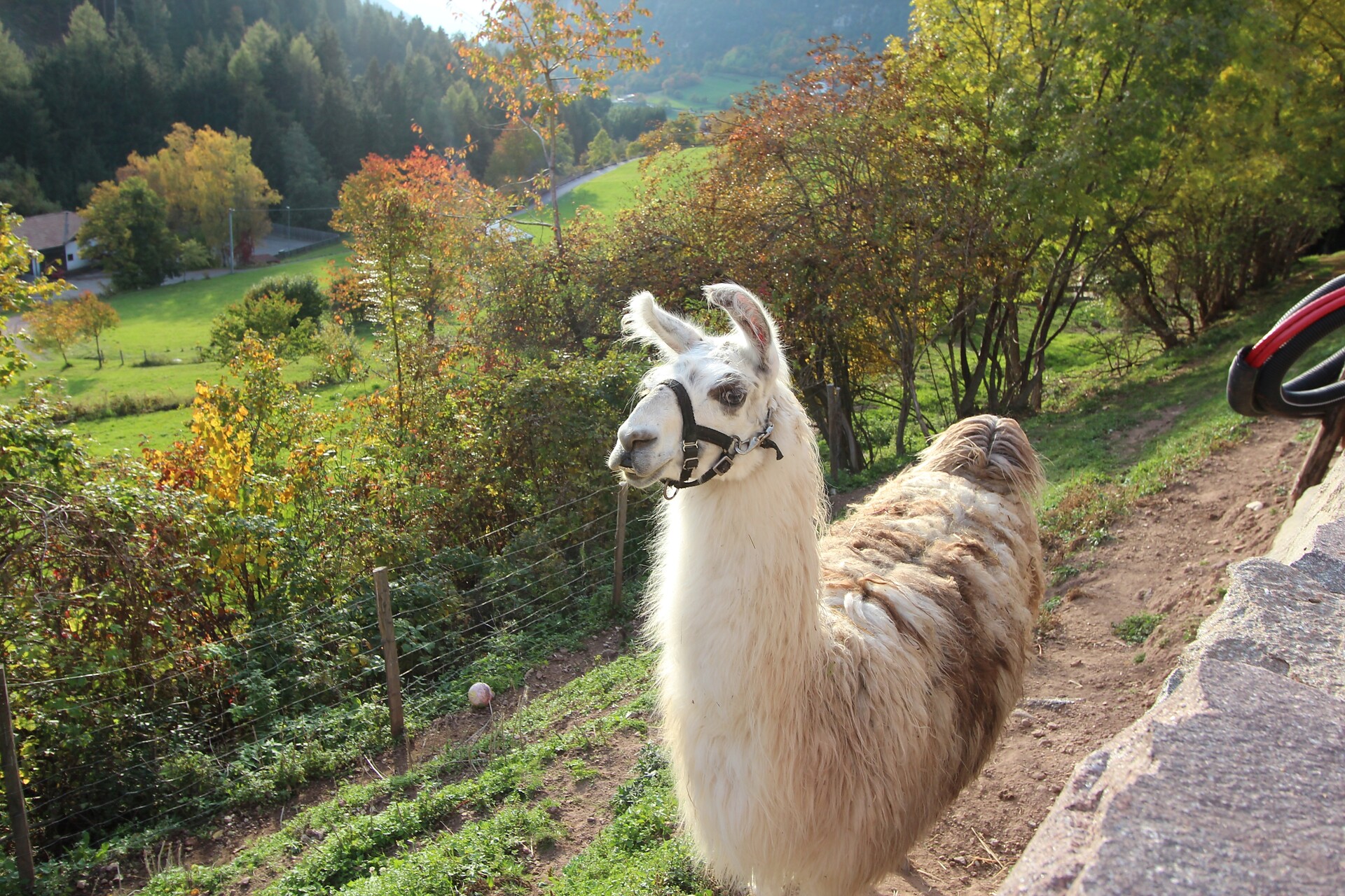 Lama