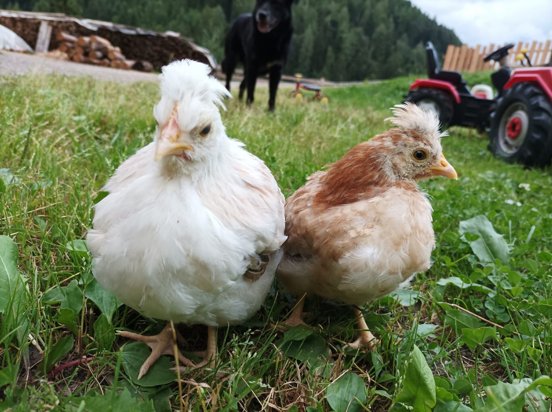 Animals at farm