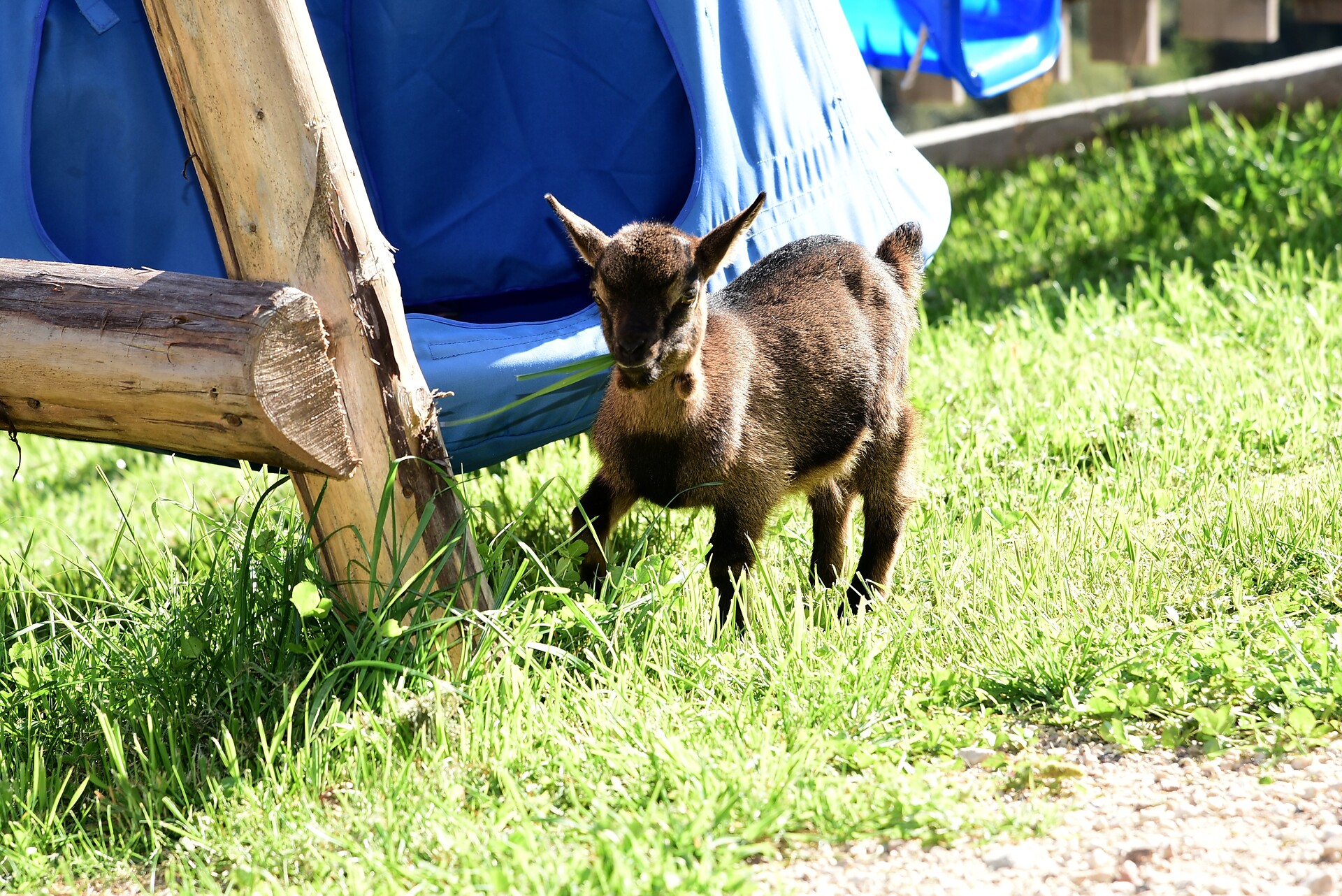 Animals at farm