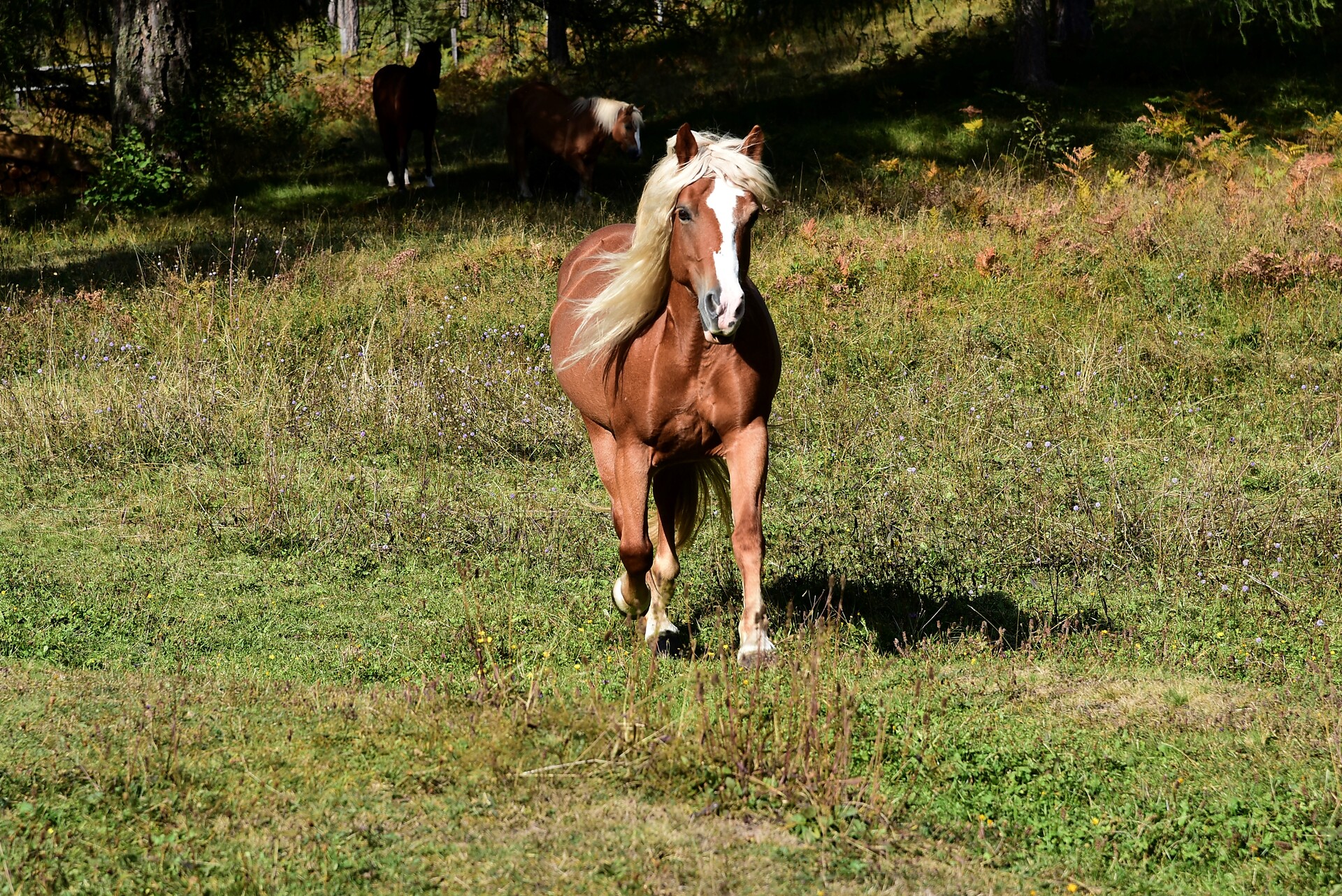 Animals at farm