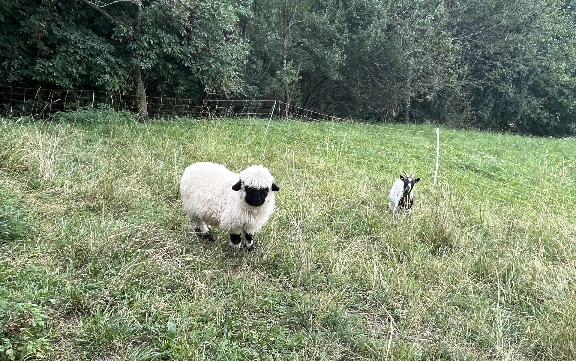 Unsere Tiere am Hof