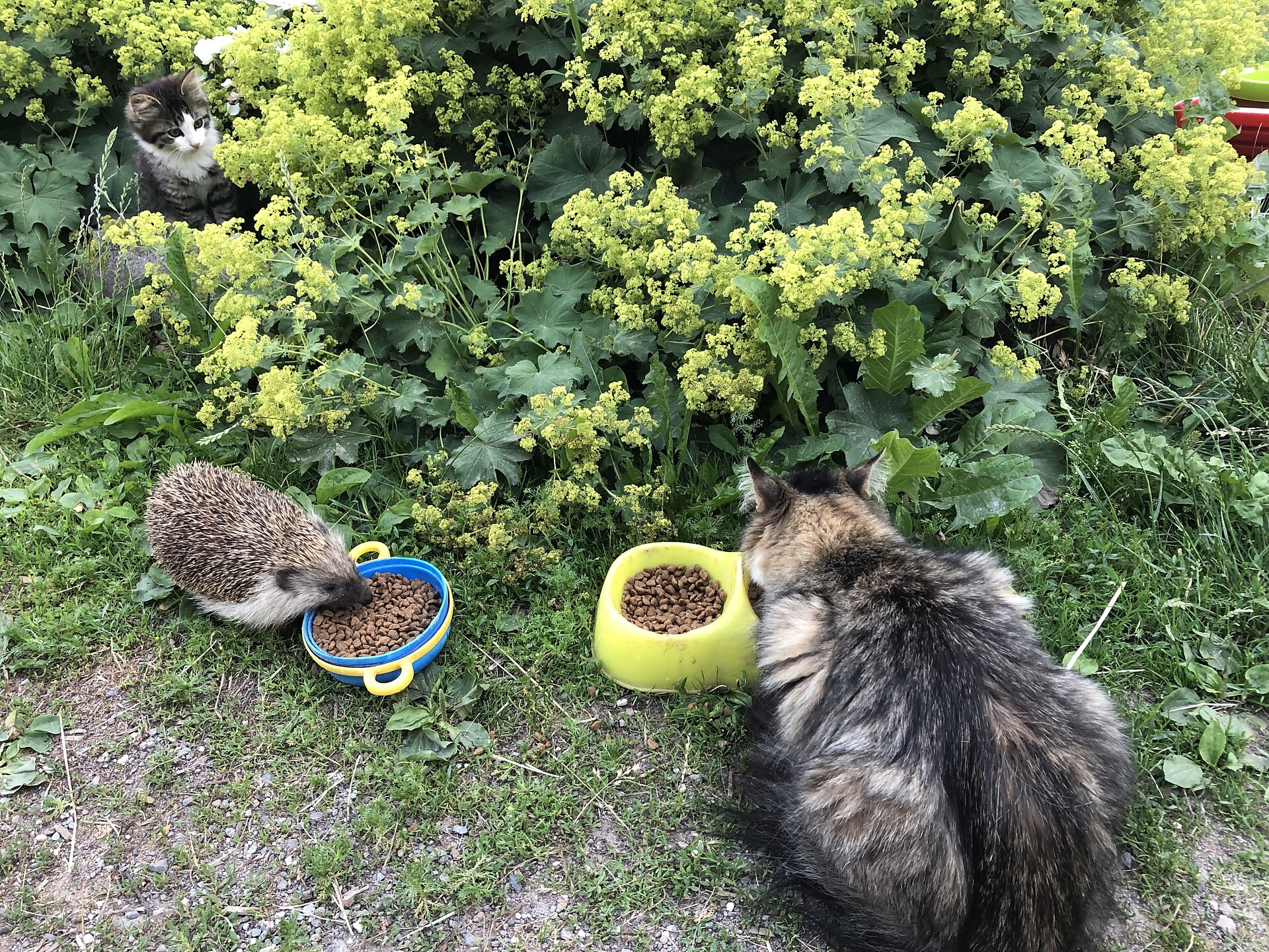 Unsere Tiere am Hof