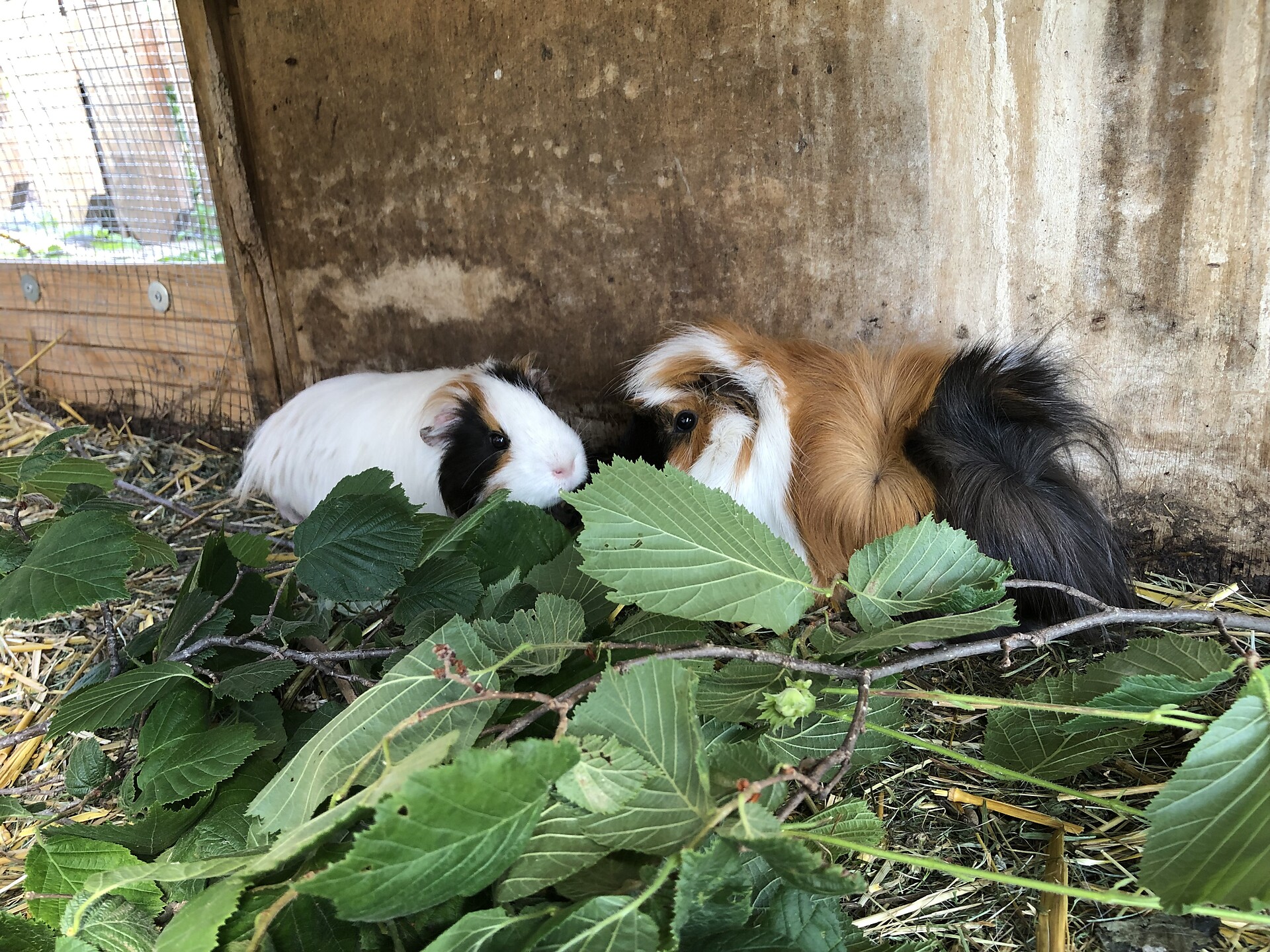 Our cavies