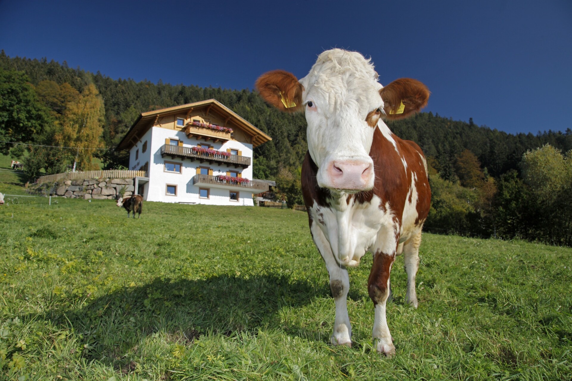 Tratterhof Hafling 25 suedtirol.info