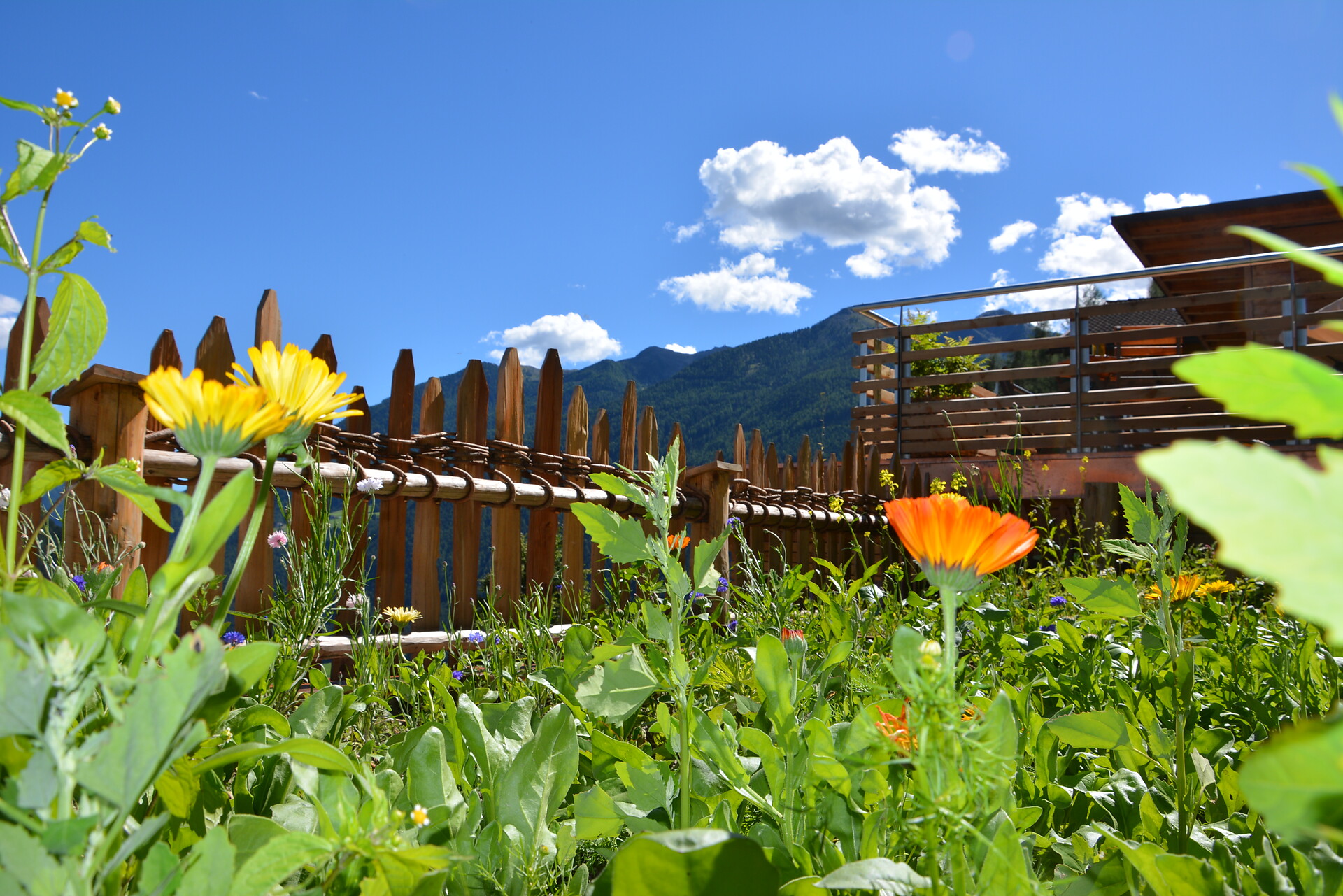 herb garden
