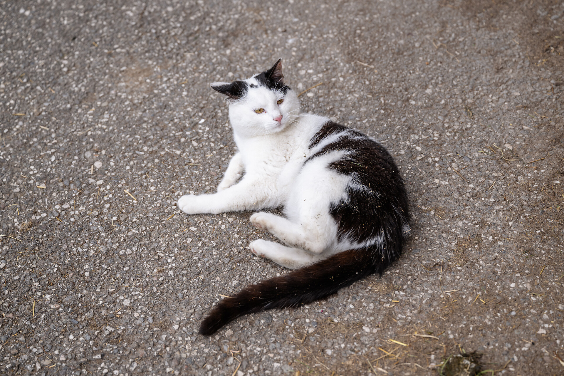 Tiere