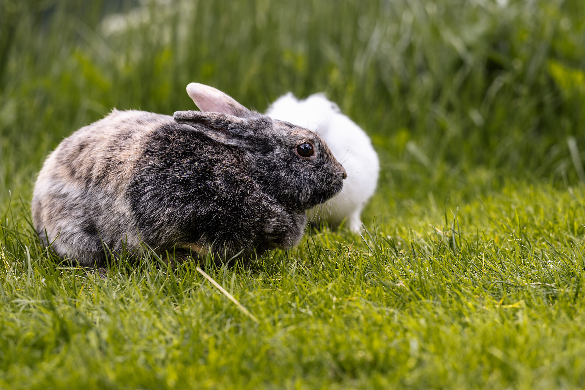 Tiere