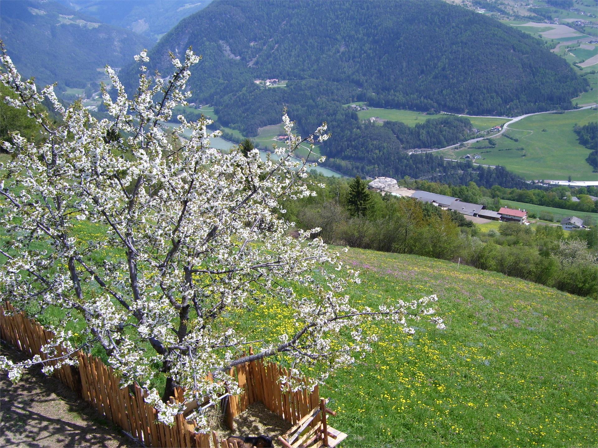 Traterhof Mühlbach 6 suedtirol.info