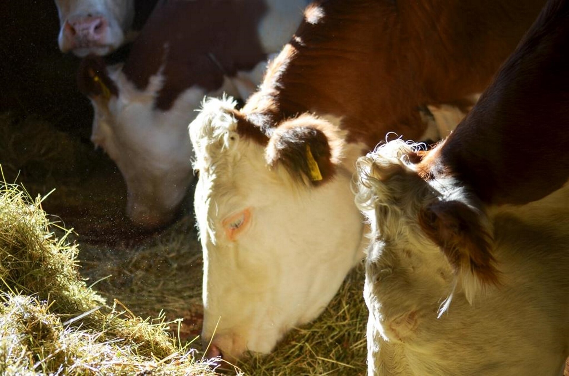Cows at the Trieferhof